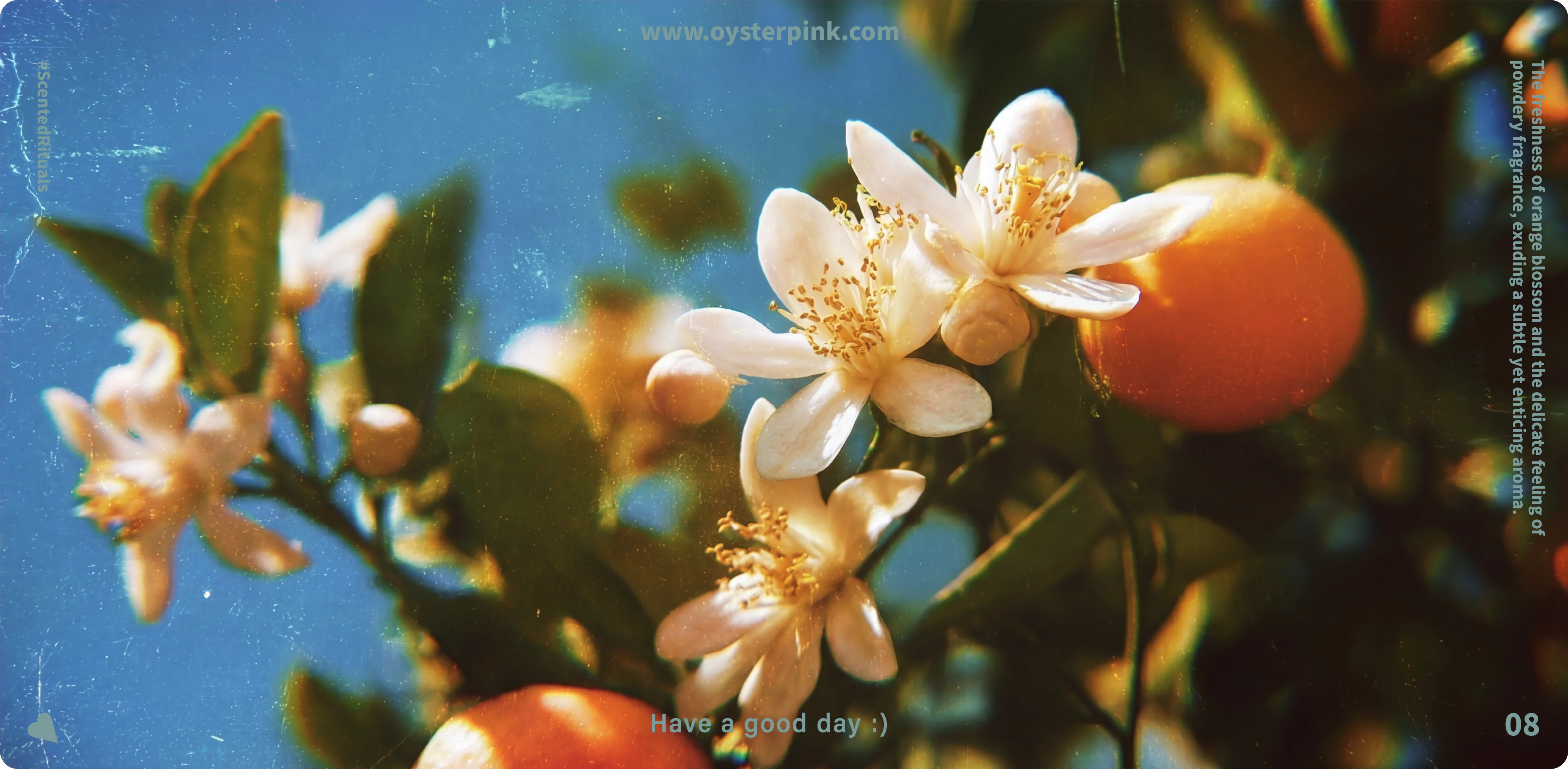 Blush Whisper hero 1